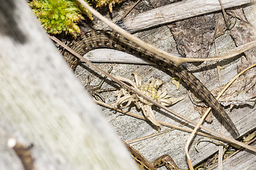 Image showing Lizard