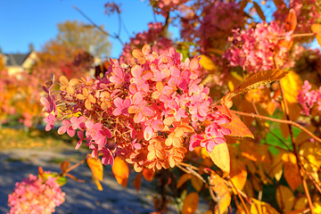 Image showing Grandiflora