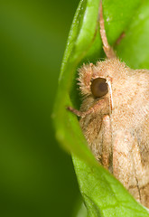 Image showing Butterfly