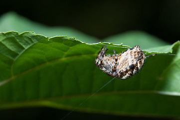 Image showing Spider