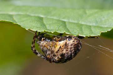 Image showing Spider