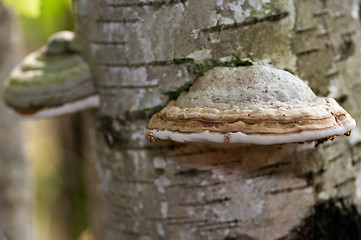 Image showing Polypore