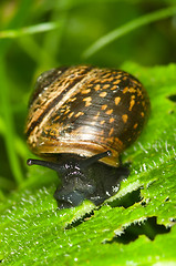 Image showing Arianta arbustorum