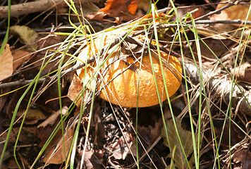 Image showing Mushroom