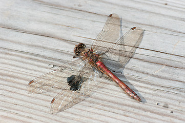 Image showing Dragonfly