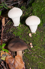 Image showing Mushrooms