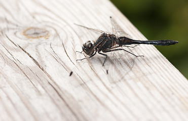 Image showing Dragonfly