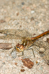 Image showing Dragonfly