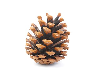 Image showing Pine Cone