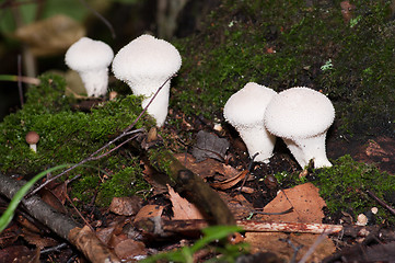 Image showing Mushrooms