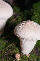 Image showing Mushrooms