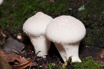 Image showing Mushrooms