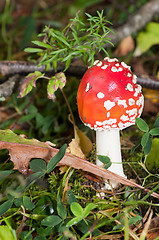 Image showing Fly agaric