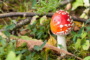 Image showing Fly agaric