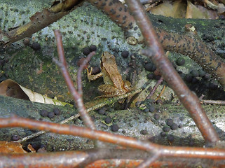 Image showing grass frog