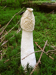 Image showing stinkhorn and fly