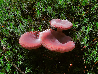 Image showing red fungus