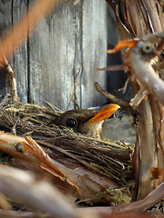 Image showing fledgling