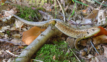 Image showing Sand lizard