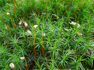 Image showing moss closeup