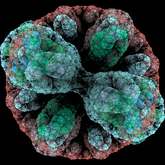 Image showing Symmetrical growth of bacteria