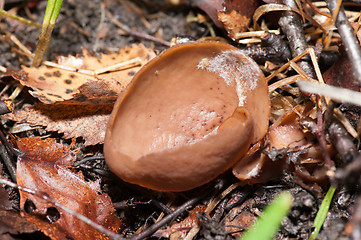 Image showing Mushroom