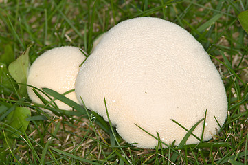 Image showing Mushrooms