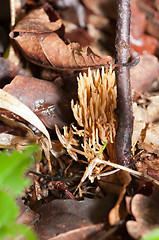 Image showing Mushrooms