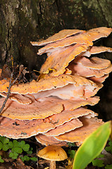 Image showing Polypore