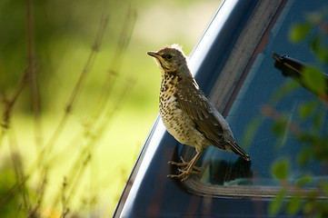 Image showing Turdus pilaris