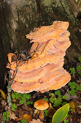 Image showing Polypore