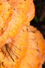 Image showing Polypore