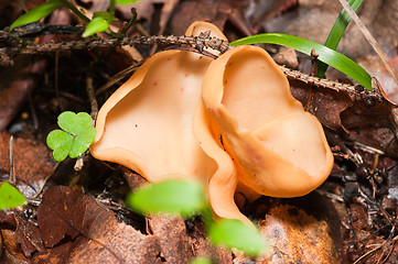 Image showing Mushrooms