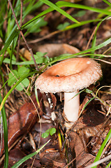 Image showing Mushrooms