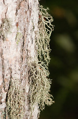 Image showing Lichen and moss