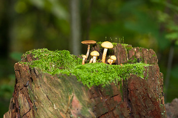 Image showing Mushrooms