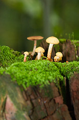 Image showing Mushrooms