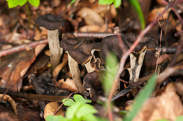 Image showing Craterellus cornucopioides