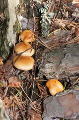 Image showing Mushrooms