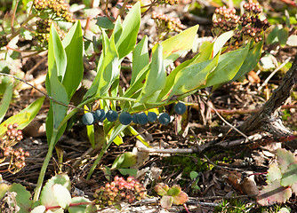 Image showing Convallaria majalis