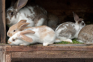 Image showing Mother rabbit with newborn bunnies