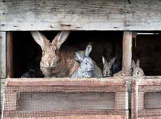 Image showing Mother rabbit with newborn bunnies