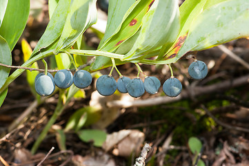 Image showing Convallaria majalis