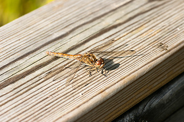 Image showing Dragonfly