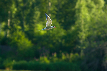 Image showing Tern