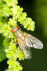 Image showing Fly