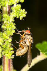 Image showing Fly