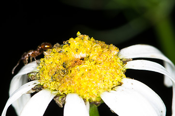 Image showing Flower