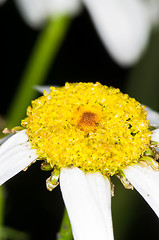 Image showing Flower