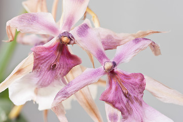 Image showing Orchid